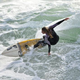 Illustration for article titled Director of Surfing Competition on Letting Women Participate: 'We're Not There'